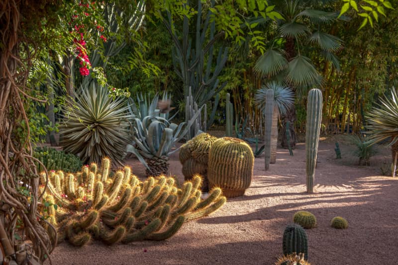 Un jardin exotique de cactus au jardin majorelle a marrakech