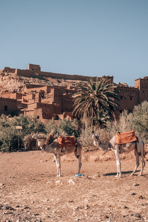 2 chameaux devant le Ksar Aït Ben Haddou