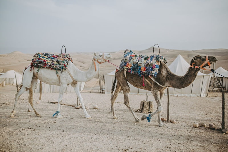 Chameaux au désert d'Agafay Marrakech